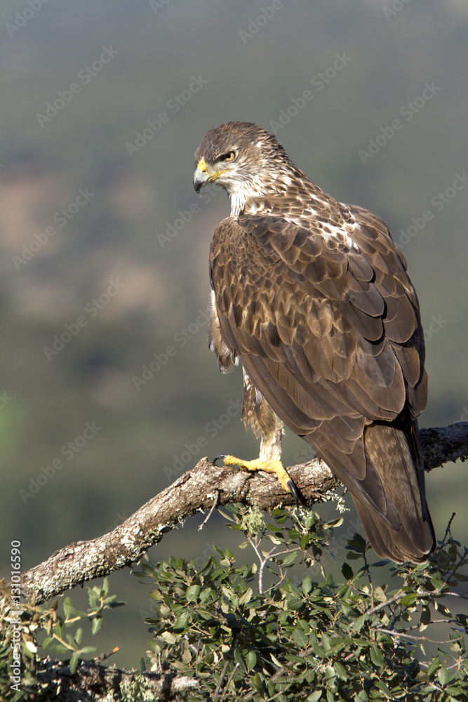 Female of Bonelli´s eagle on a branch of oak. Aquila fasciata Female of Bonelli´s eagle on a branch of oak. Aquila fasciata