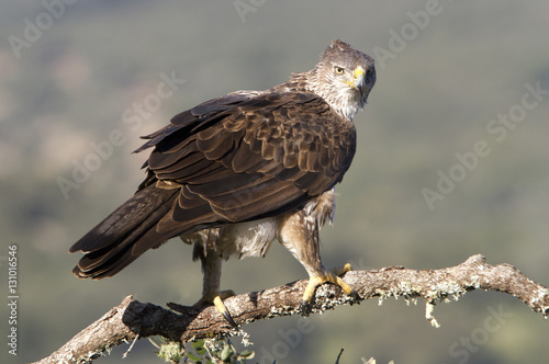 Female of Bonelli´s eagle on a branch of oak. Aquila fasciata