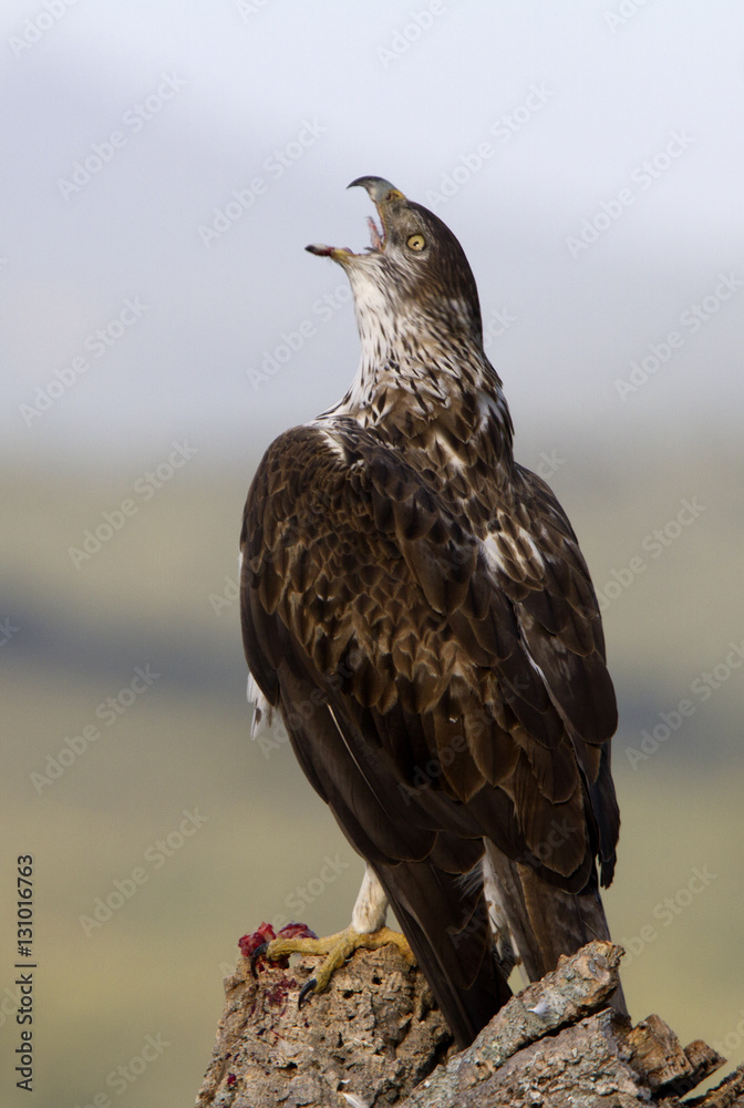 Fototapeta premium Male of Bonelli´s eagle on a branch of front. Aquila fasciata