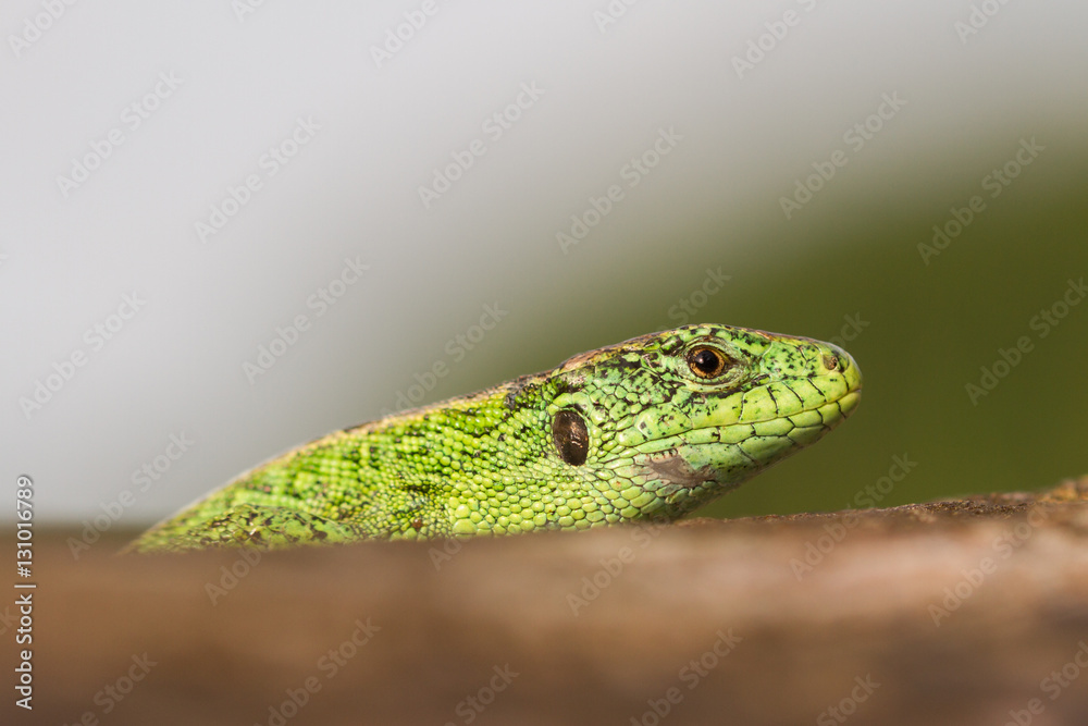 Green sand lizard on tree Green sand lizard on tree