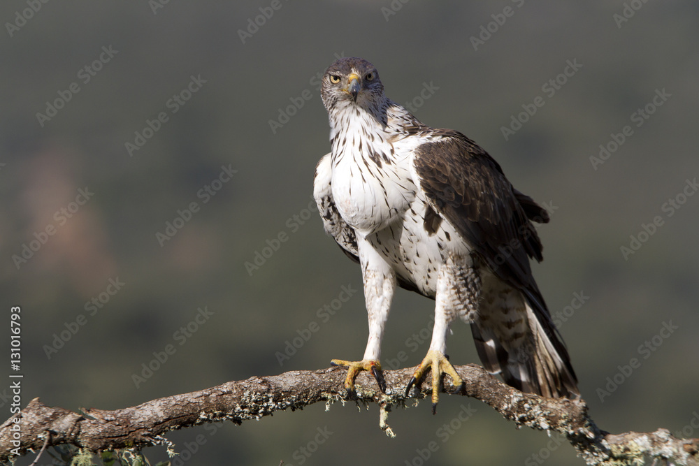 Male of Bonelli´s eagle on a branch of front. Aquila fasciata Male of Bonelli´s eagle on a branch of front. Aquila fasciata