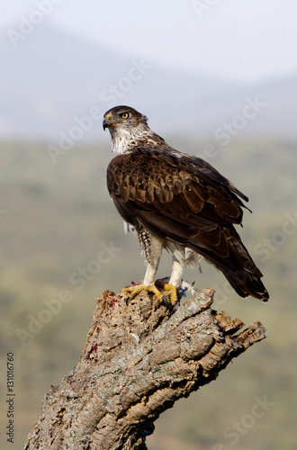 Male of Bonelli´s eagle on an oak trunk. Aquila fasciata