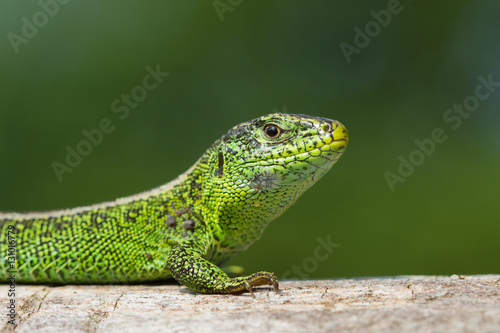 Green male sand lizard on tree with green background in soft early morning light.