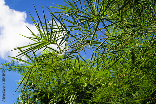 Bamboo on the electric pole and the blue sky background.
