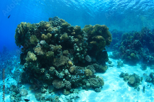 Tropical coral reef
