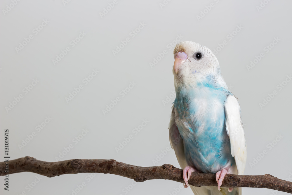 Fototapeta premium Little Cute Budgerigar