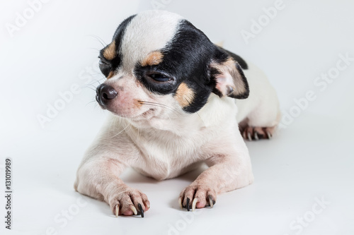 Fototapeta Naklejka Na Ścianę i Meble -  Cute Short Hair Chiwawa, Chihuahua