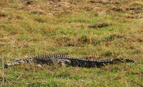 Nile crocodile in the grass © Grzegorz