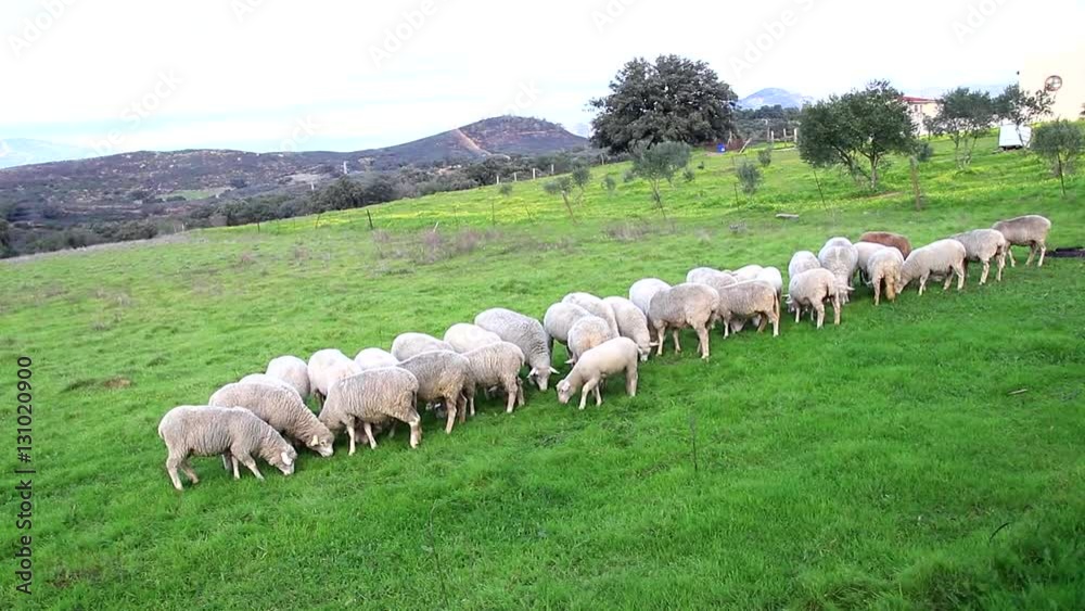 Flock of sheep breeding in the green grass mountain meadow. white sheep on sunny green pasture in a beautiful landscape in Huelva mountains, Andalusia, Spain Flock of sheep breeding in the green grass mountain meadow. white sheep on sunny green pasture in a beautiful landscape in Huelva mountains, Andalusia, Spain
