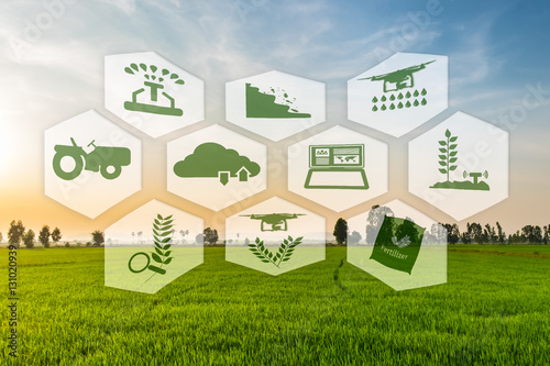 Precision Agriculture and Agritech concept. Precision agriculture network icons on rice field.