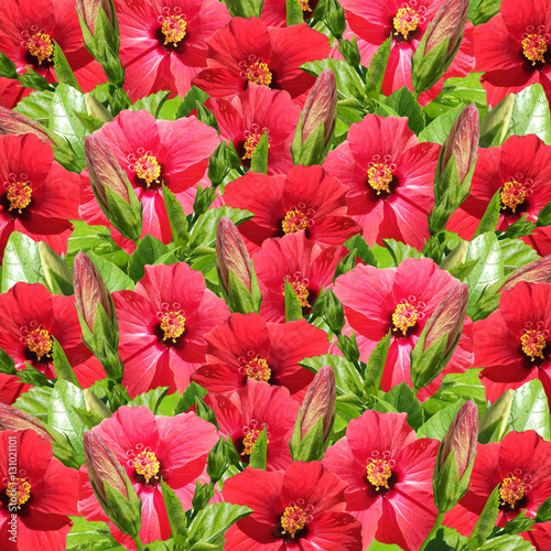 Beautiful floral background of red hibiscus 