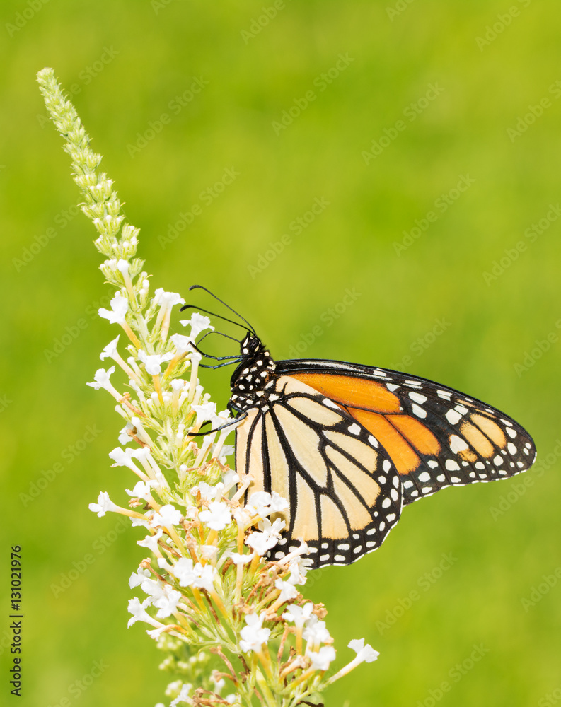 Monarch butterfly feeding on white fllowers of a Butterflybush, with summer green background Monarch butterfly feeding on white fllowers of a Butterflybush, with summer green background