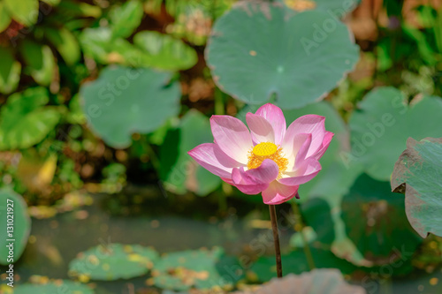 beautyful pink lotus