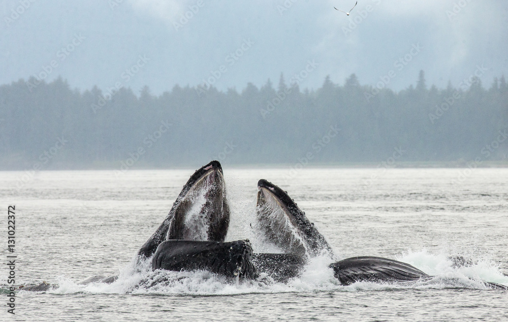 Obraz premium Humpback whales bubble net feeding. Chatham Strait area. Alaska. USA. An excellent illustration.