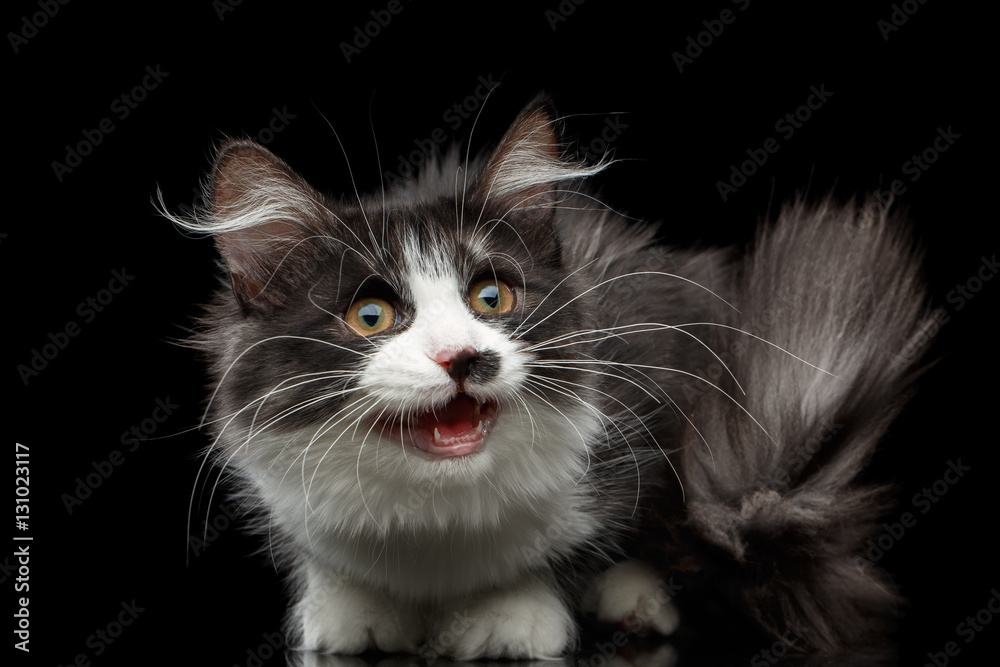 Playful Black with white Siberian Cat with spot on nose sitting with furry tail and opened mouth on isolated black background