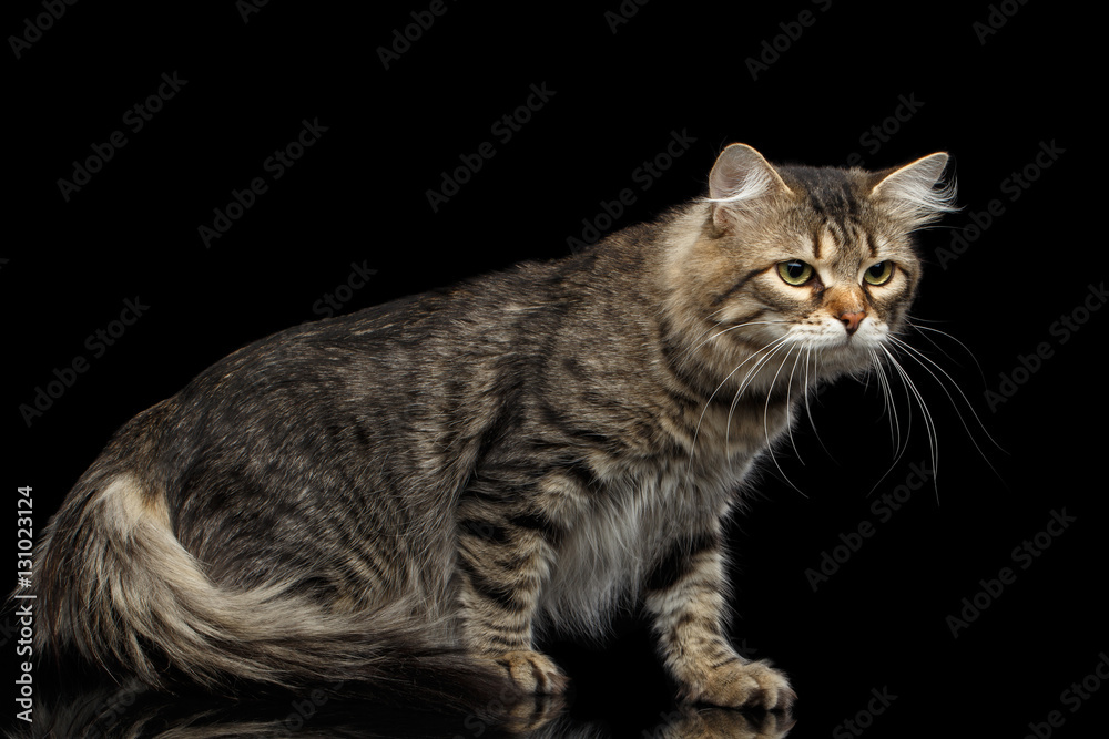 Fototapeta premium Curious Siberian Cat Turn back with furry tail on isolated black background, Side view