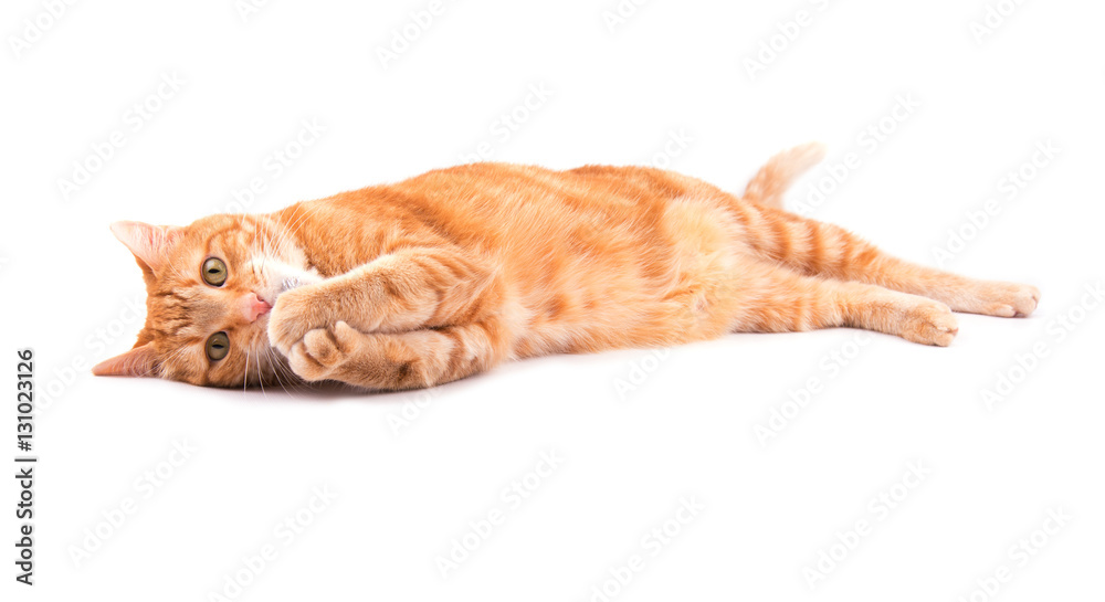 Orange tabby cat playing holding his paws on his mouth on white
