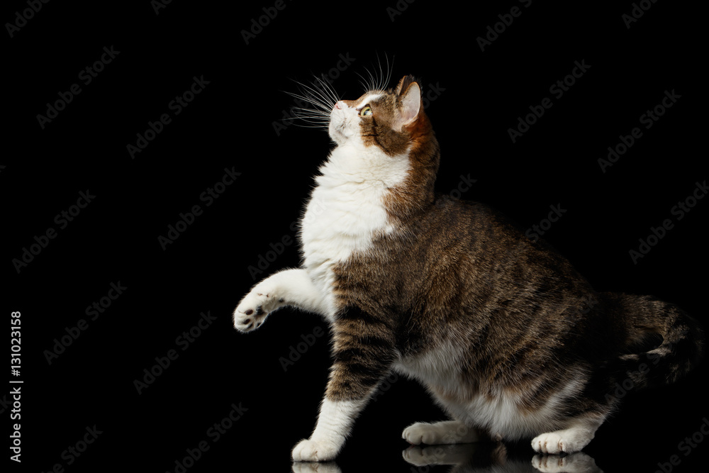 Curious Funny Fat Cat Sitting And Raising Up Paw On Isolated Black