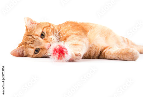 Orange tabby cat playing with a red fuzzy ball, focus on his attentive eyes, on white background