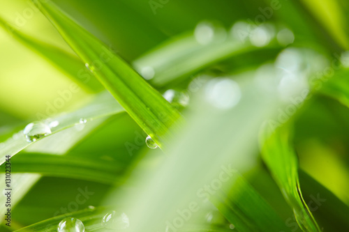 water drops on the green grass