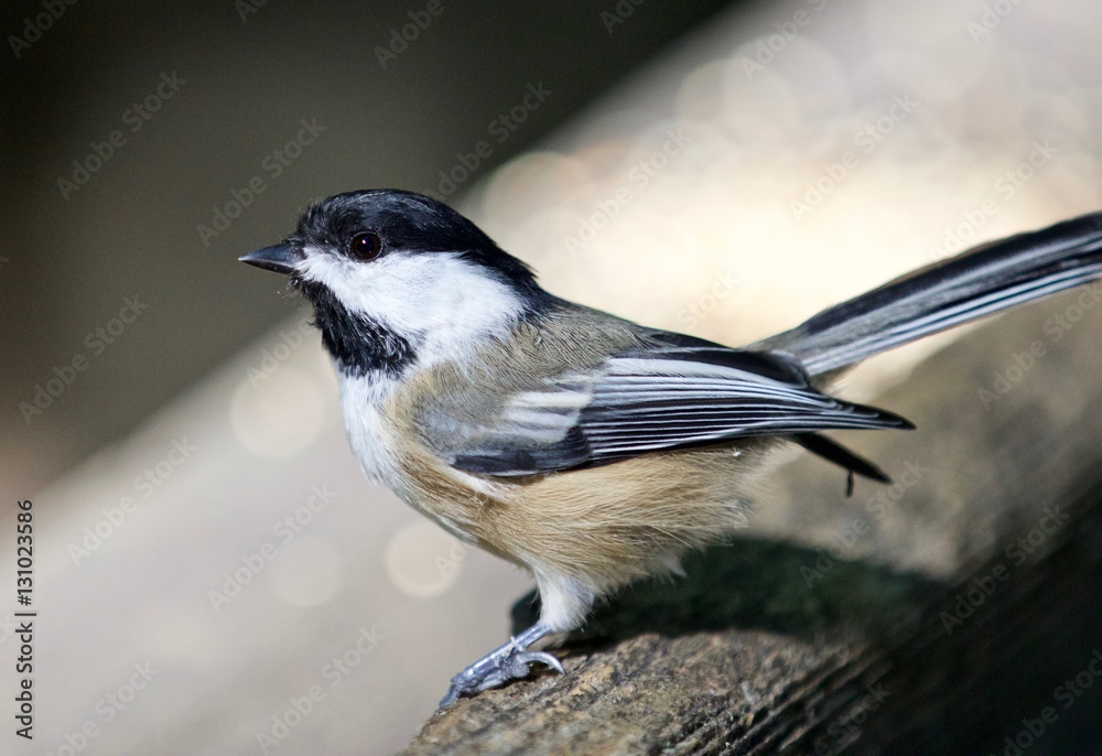 Beautiful isolated image of a cute black-capped chickadee bird Beautiful isolated image of a cute black-capped chickadee bird