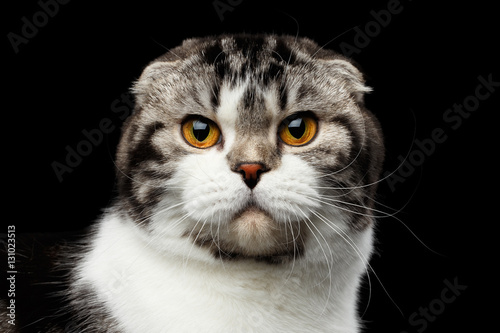 close-up portrait of serious cat of scottish fold breed on isolated black background, small ears and round head, looking in camera