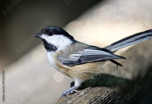 Beautiful isolated image of a cute black-capped chickadee bird