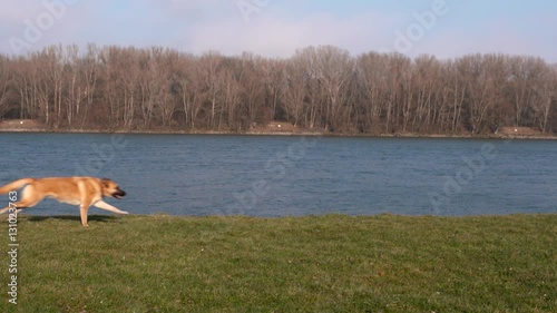 Dog running in slow motion 