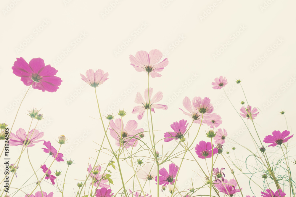 Soft focus colorful cosmos flower ,vintage pastel background