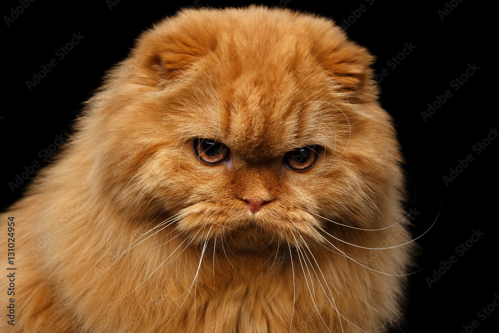 Close-up portrait of Grumpy red scottish fold highland breed Cat angry stare in camera on isolated black background