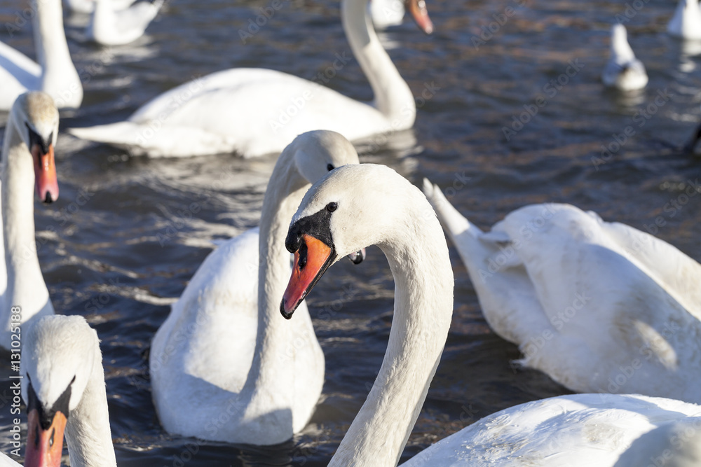 Fototapeta premium Herd of swans on river, close up