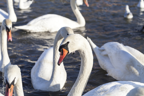 Herd of swans  on river  close up