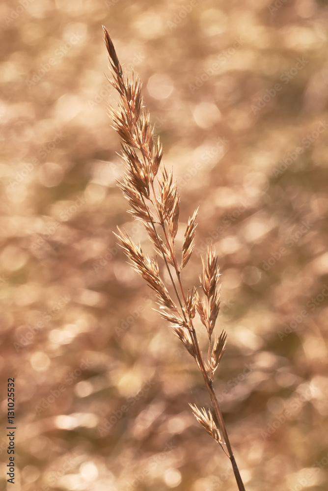 Macro dry grass