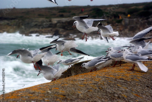 Mouettes aux vent 2 