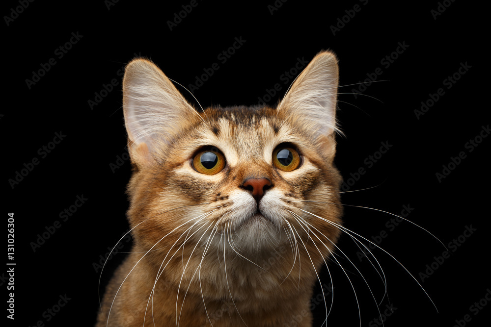Close-up Portrait of pedigree orange Somali kitty on isolated black background