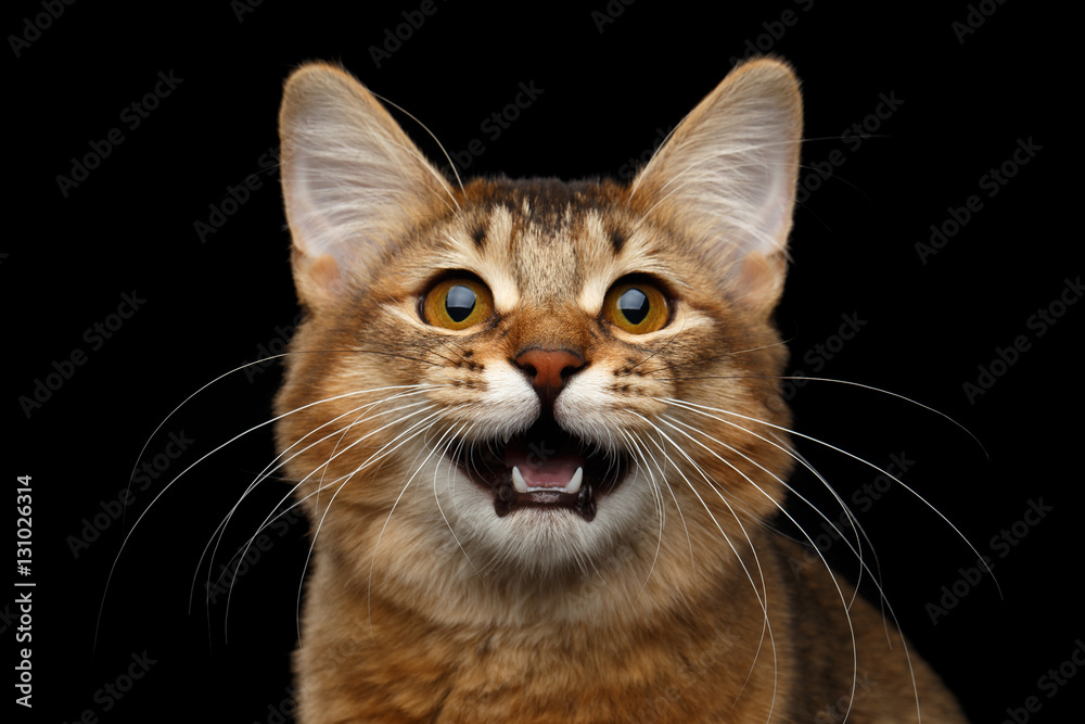Close-up Portrait of meowing orange Somali kitty looking in camera on isolated black background