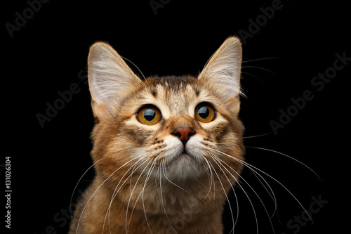 Close-up Portrait of pedigree orange Somali kitty on isolated black background