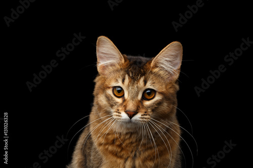 Close-up Portrait of pityful orange Somali kitty looking in camera on isolated black background © seregraff