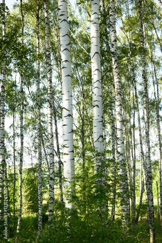 summer in sunny birch forest