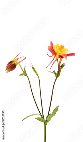Foto aquilegia flower isolated