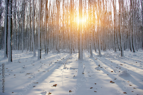 Sunset in winter forest
