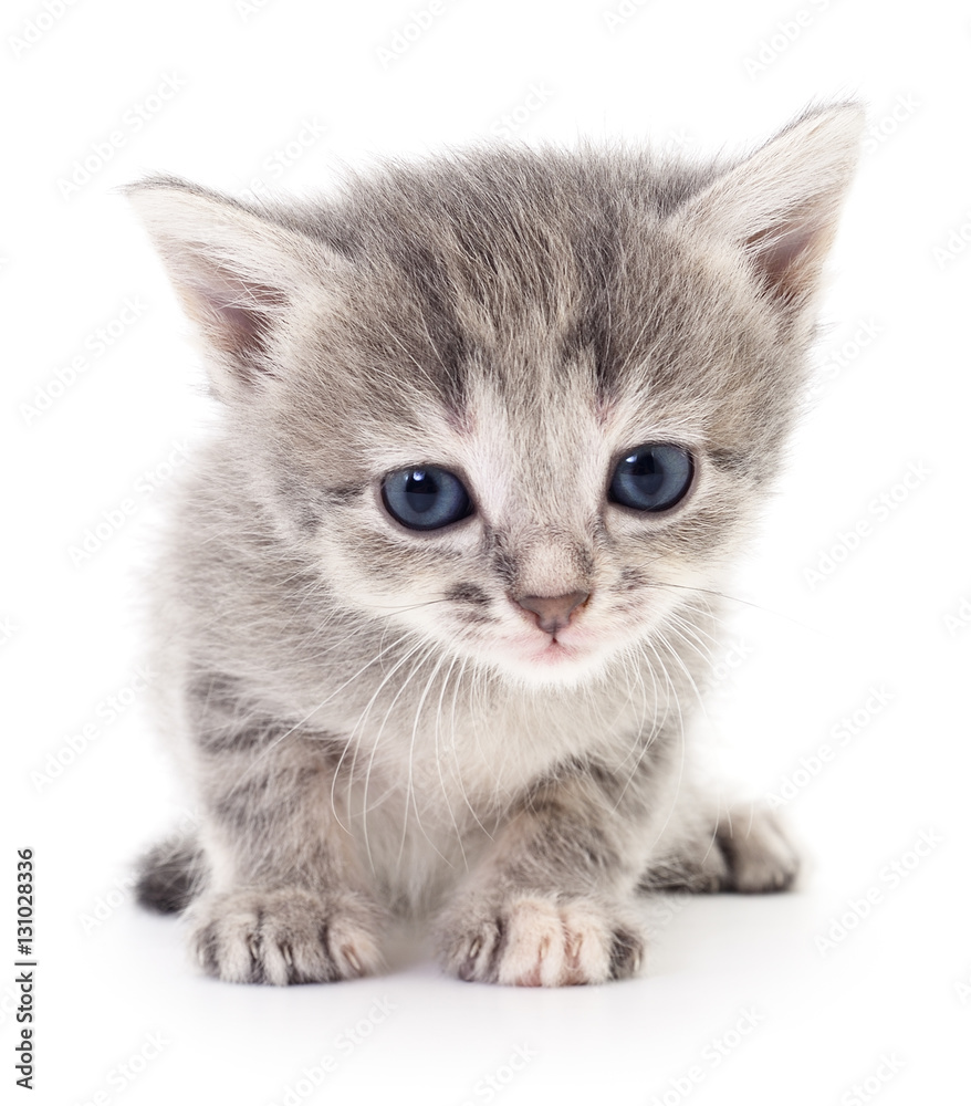 Obraz premium Small gray kitten.