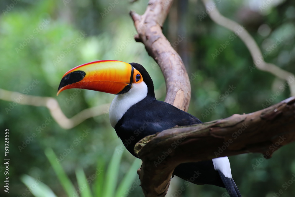 Fototapeta premium Tucano