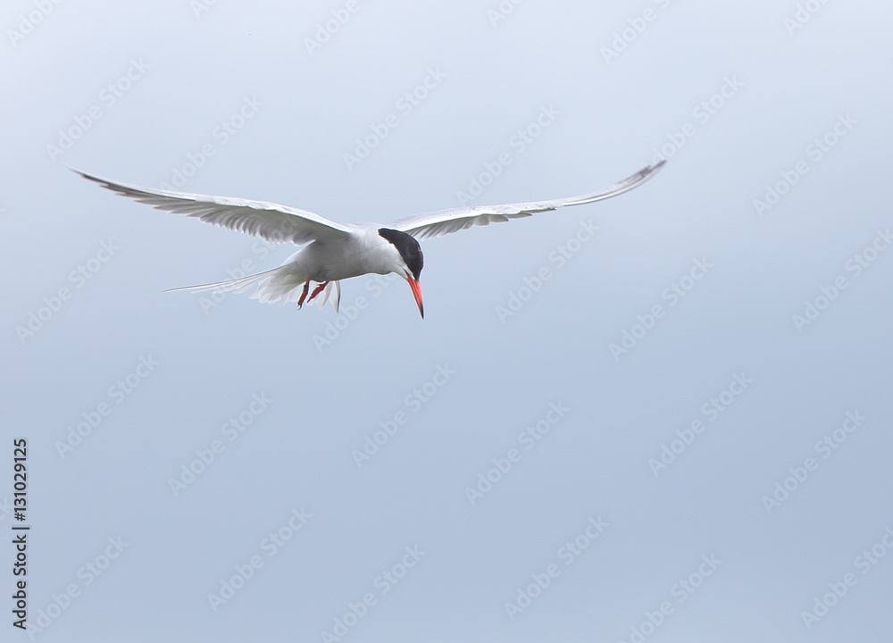 Common Tern, adult in hovering flight, Norfolk, England, UK. Common Tern, adult in hovering flight, Norfolk, England, UK.