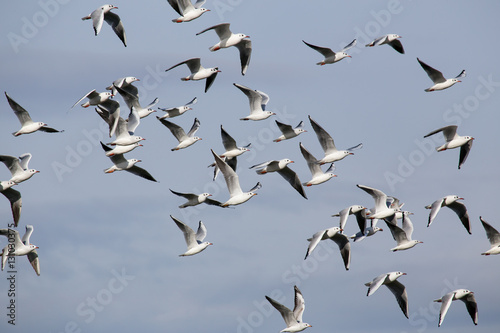 A flock of seagulls in flight. The island of Cyprus. © olenyok