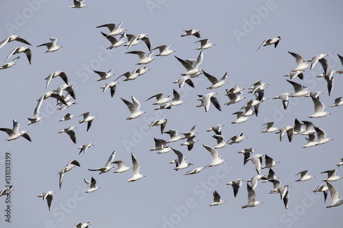 A flock of seagulls in flight. The island of Cyprus. © olenyok