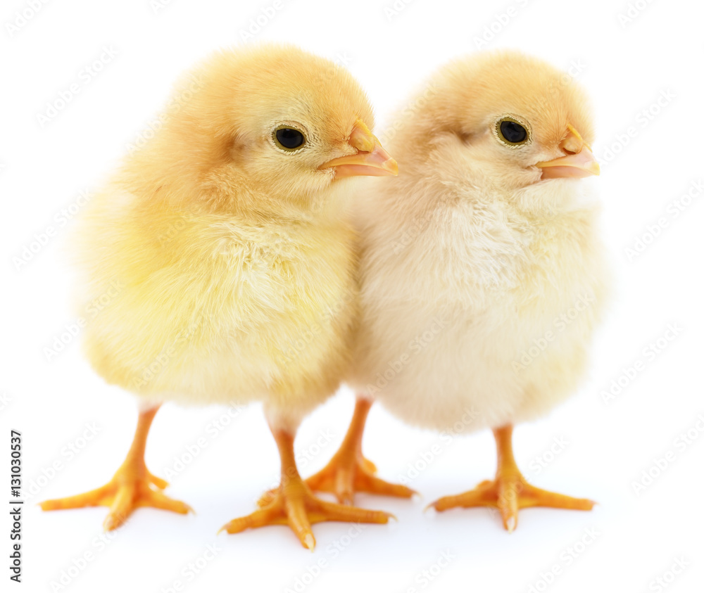 Two yellow chickens. Two yellow chickens.
