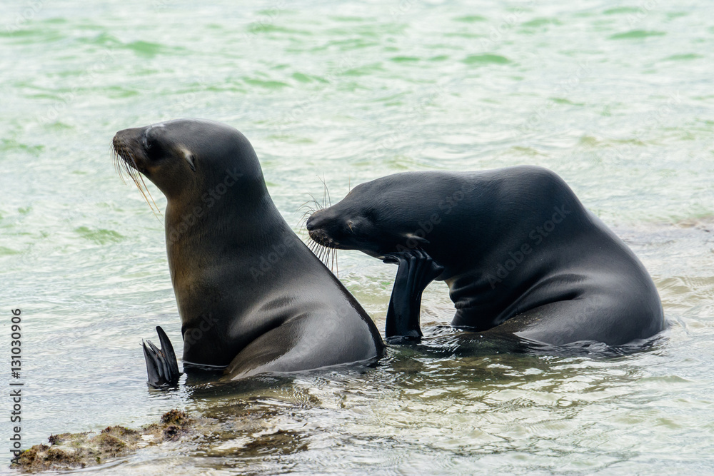Fototapeta premium Galapagos sea lions, Puerto Villamil at Isabela island, Ecuador