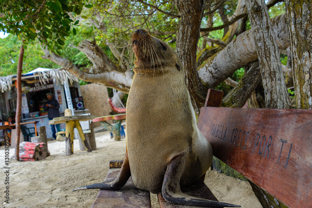 Naklejka premium Galapagos sea lion on a bench seat, Galapagos islands (Ecuador)