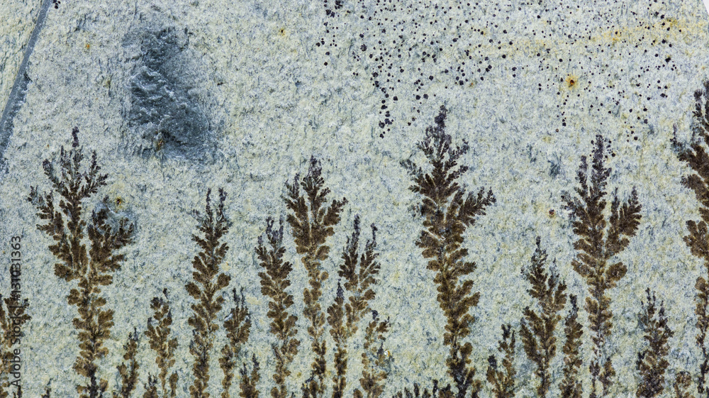 Macro image. Fossils. Dendrites. Mineral deposits on stone.